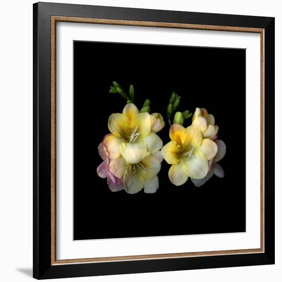 freesia-Magda Indigo-Framed Photographic Print