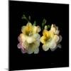 freesia-Magda Indigo-Mounted Photographic Print