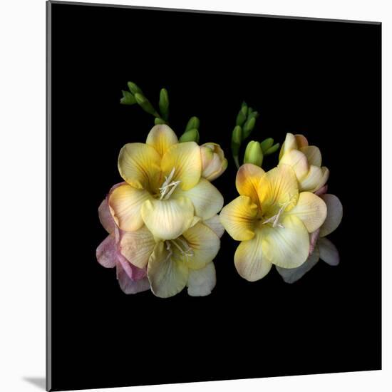 freesia-Magda Indigo-Mounted Photographic Print