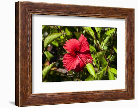 Fregate Island, Seychelles-Sergio Pitamitz-Framed Photographic Print