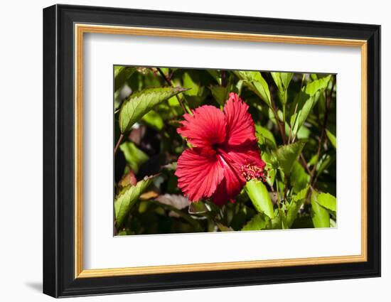 Fregate Island, Seychelles-Sergio Pitamitz-Framed Photographic Print