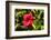 Fregate Island, Seychelles-Sergio Pitamitz-Framed Photographic Print