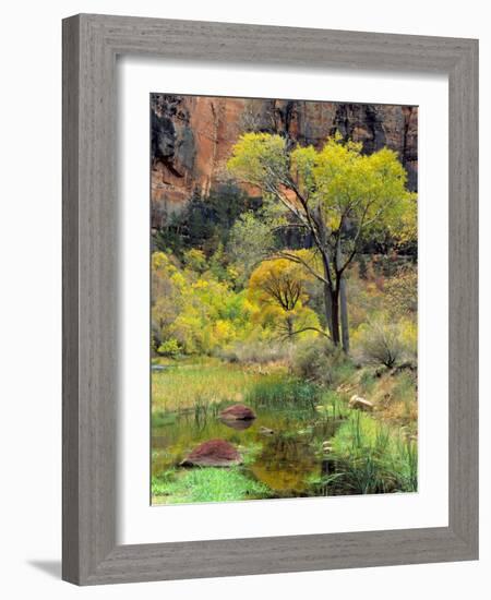 Fremont Cottonwoods, Zion National Park, Utah, USA-Scott T. Smith-Framed Photographic Print