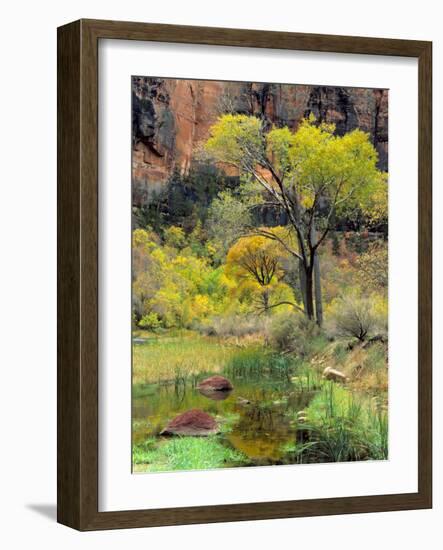 Fremont Cottonwoods, Zion National Park, Utah, USA-Scott T. Smith-Framed Photographic Print