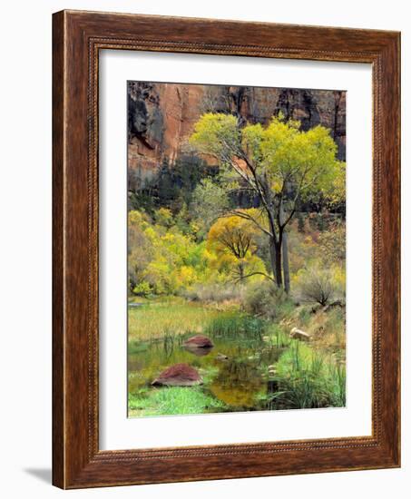 Fremont Cottonwoods, Zion National Park, Utah, USA-Scott T. Smith-Framed Photographic Print