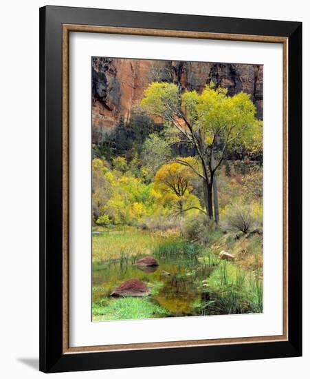 Fremont Cottonwoods, Zion National Park, Utah, USA-Scott T. Smith-Framed Photographic Print