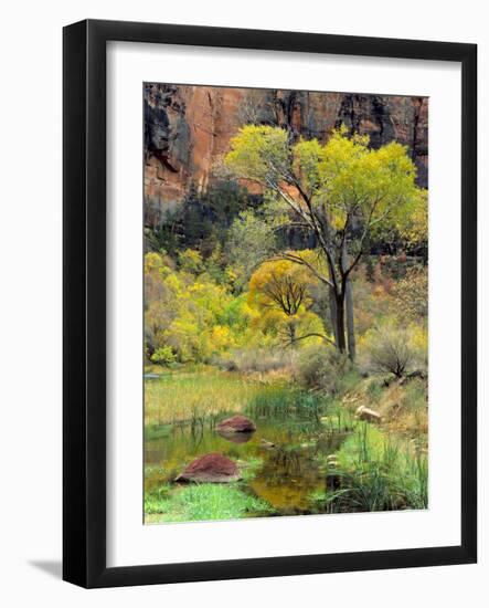 Fremont Cottonwoods, Zion National Park, Utah, USA-Scott T. Smith-Framed Photographic Print
