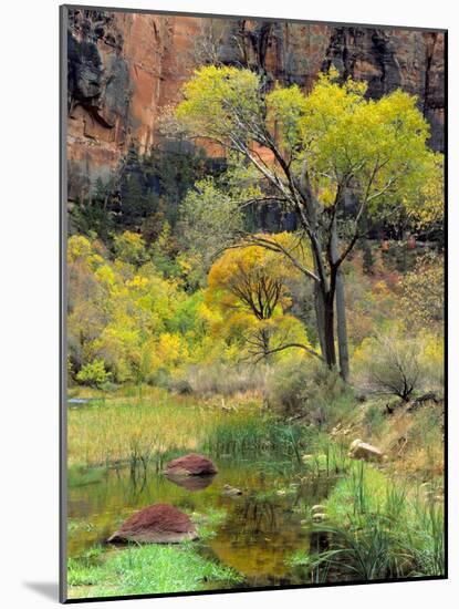 Fremont Cottonwoods, Zion National Park, Utah, USA-Scott T. Smith-Mounted Photographic Print