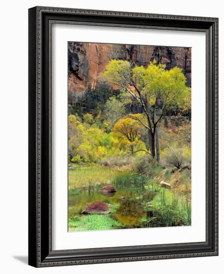 Fremont Cottonwoods, Zion National Park, Utah, USA-Scott T. Smith-Framed Photographic Print