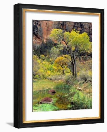 Fremont Cottonwoods, Zion National Park, Utah, USA-Scott T. Smith-Framed Photographic Print