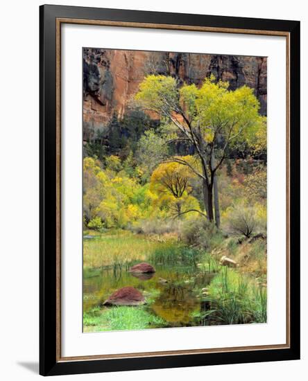 Fremont Cottonwoods, Zion National Park, Utah, USA-Scott T. Smith-Framed Photographic Print