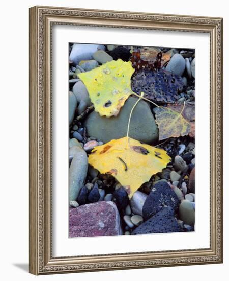 Fremont Cottonwoods, Zion National Park, Utah, USA-Scott T. Smith-Framed Photographic Print