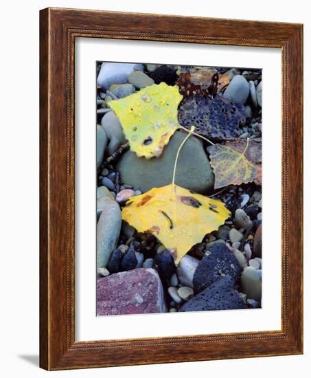 Fremont Cottonwoods, Zion National Park, Utah, USA-Scott T. Smith-Framed Photographic Print