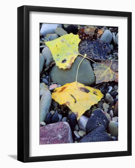 Fremont Cottonwoods, Zion National Park, Utah, USA-Scott T. Smith-Framed Photographic Print