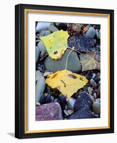 Fremont Cottonwoods, Zion National Park, Utah, USA-Scott T. Smith-Framed Photographic Print