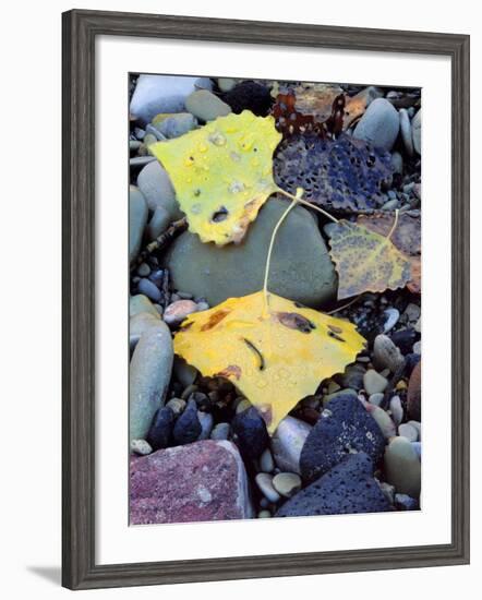 Fremont Cottonwoods, Zion National Park, Utah, USA-Scott T. Smith-Framed Photographic Print