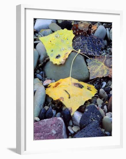 Fremont Cottonwoods, Zion National Park, Utah, USA-Scott T. Smith-Framed Photographic Print