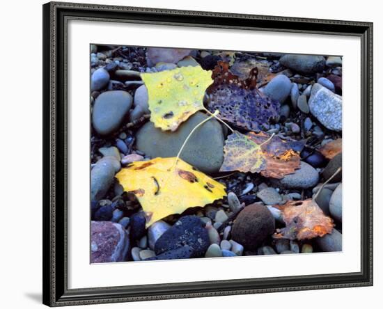 Fremont Cottonwoods, Zion National Park, Utah, USA-Scott T. Smith-Framed Photographic Print