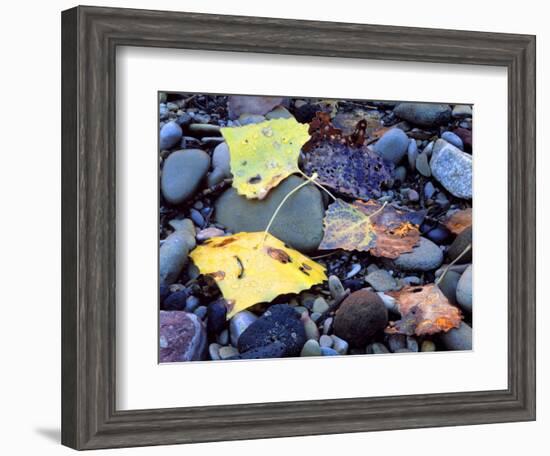 Fremont Cottonwoods, Zion National Park, Utah, USA-Scott T. Smith-Framed Photographic Print