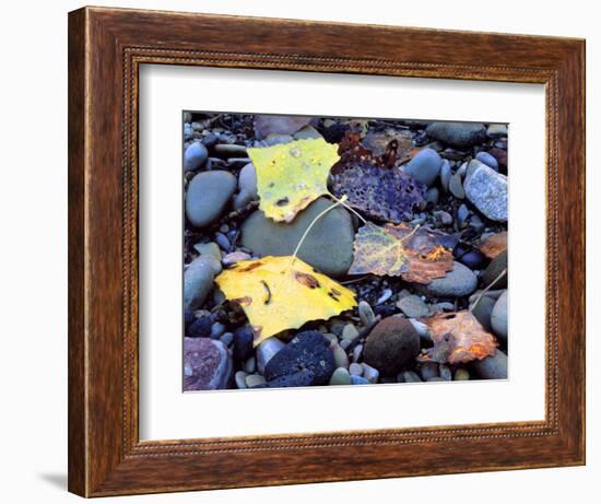 Fremont Cottonwoods, Zion National Park, Utah, USA-Scott T. Smith-Framed Photographic Print