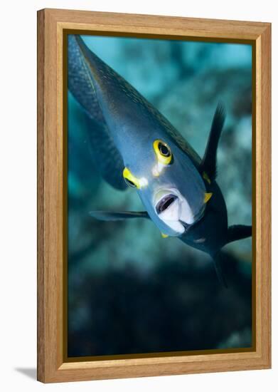 French Angelfish, Bonaire-Paul Souders-Framed Premier Image Canvas