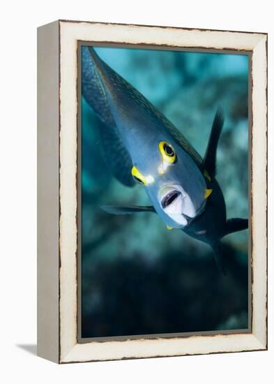 French Angelfish, Bonaire-Paul Souders-Framed Premier Image Canvas