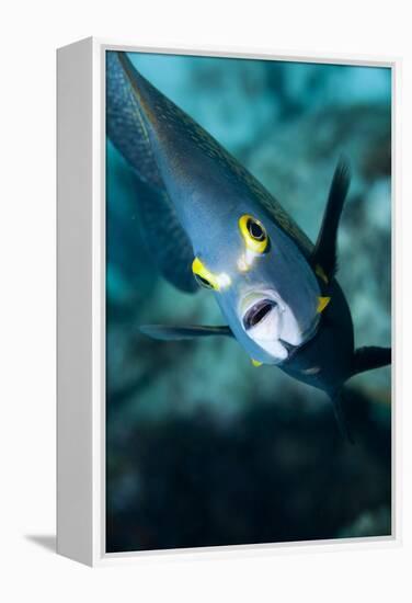 French Angelfish, Bonaire-Paul Souders-Framed Premier Image Canvas