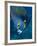 French Angelfish, Bonaire-Paul Souders-Framed Photographic Print