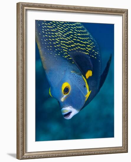 French Angelfish, Bonaire-Paul Souders-Framed Photographic Print