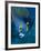 French Angelfish, Bonaire-Paul Souders-Framed Photographic Print