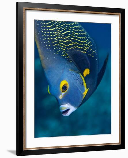 French Angelfish, Bonaire-Paul Souders-Framed Photographic Print