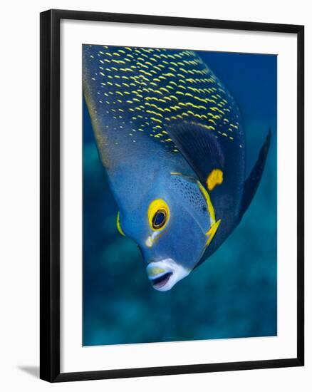 French Angelfish, Bonaire-Paul Souders-Framed Photographic Print