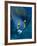French Angelfish, Bonaire-Paul Souders-Framed Photographic Print