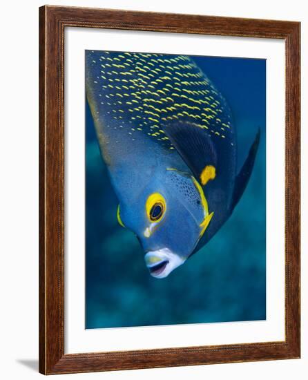 French Angelfish, Bonaire-Paul Souders-Framed Photographic Print