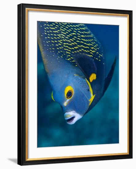 French Angelfish, Bonaire-Paul Souders-Framed Photographic Print