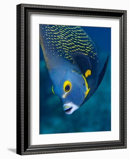 French Angelfish, Bonaire-Paul Souders-Framed Photographic Print