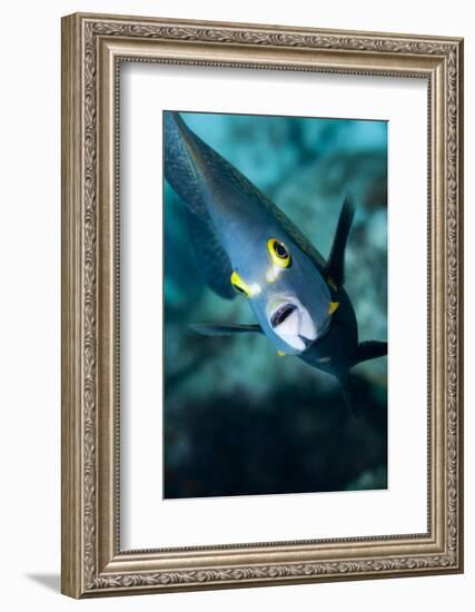 French Angelfish, Bonaire-Paul Souders-Framed Photographic Print