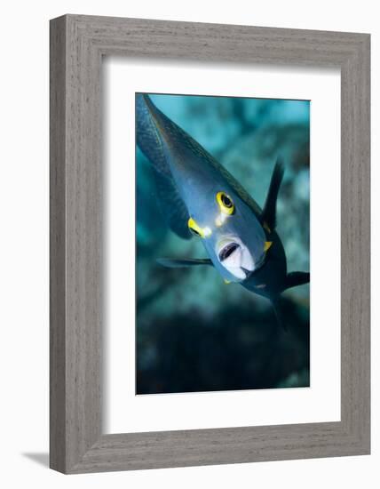 French Angelfish, Bonaire-Paul Souders-Framed Photographic Print