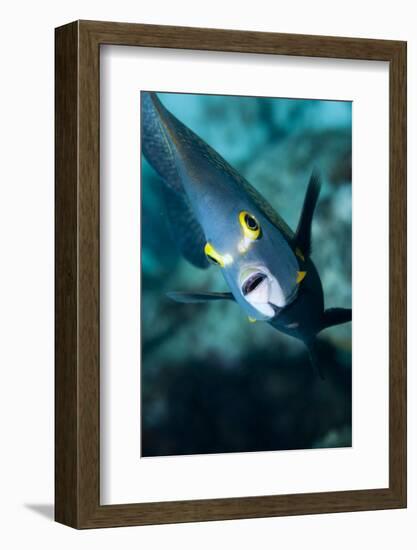 French Angelfish, Bonaire-Paul Souders-Framed Photographic Print