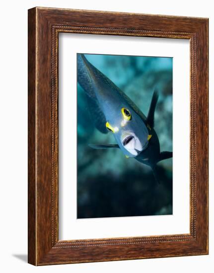 French Angelfish, Bonaire-Paul Souders-Framed Photographic Print