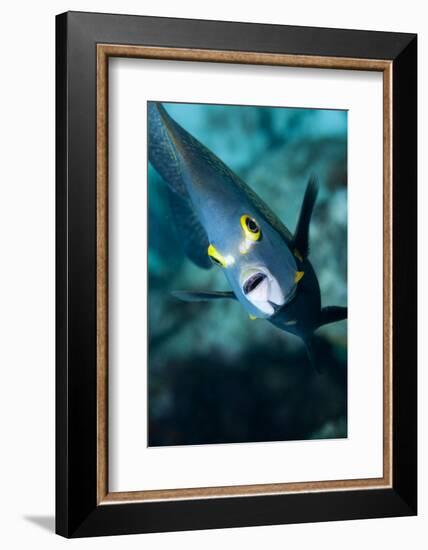 French Angelfish, Bonaire-Paul Souders-Framed Photographic Print