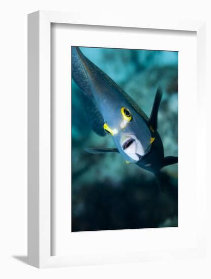 French Angelfish, Bonaire-Paul Souders-Framed Photographic Print