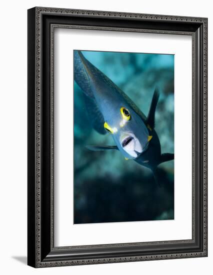 French Angelfish, Bonaire-Paul Souders-Framed Photographic Print