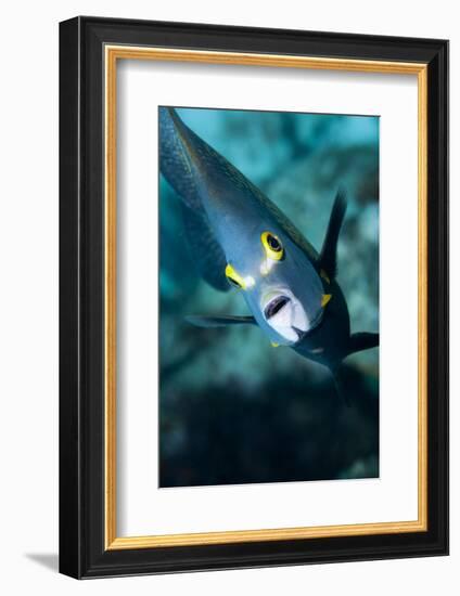 French Angelfish, Bonaire-Paul Souders-Framed Photographic Print