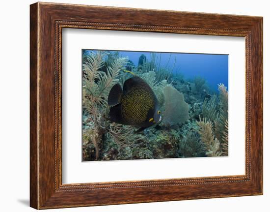 French Angelfish, Hol Chan Marine Reserve, Ambergris Caye, Belize-Pete Oxford-Framed Photographic Print