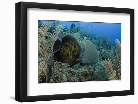 French Angelfish, Hol Chan Marine Reserve, Ambergris Caye, Belize-Pete Oxford-Framed Photographic Print