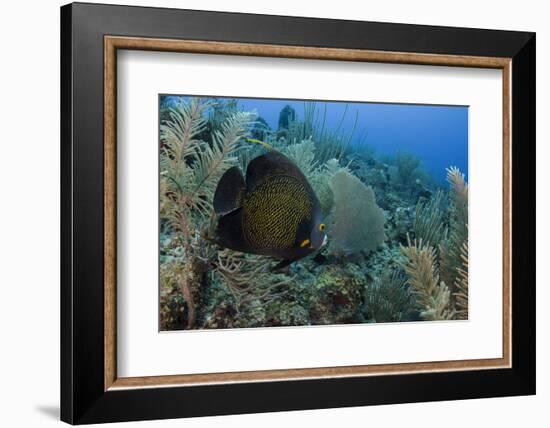 French Angelfish, Hol Chan Marine Reserve, Ambergris Caye, Belize-Pete Oxford-Framed Photographic Print