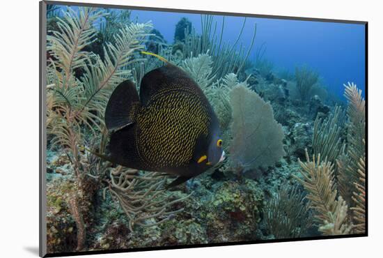 French Angelfish, Hol Chan Marine Reserve, Ambergris Caye, Belize-Pete Oxford-Mounted Photographic Print