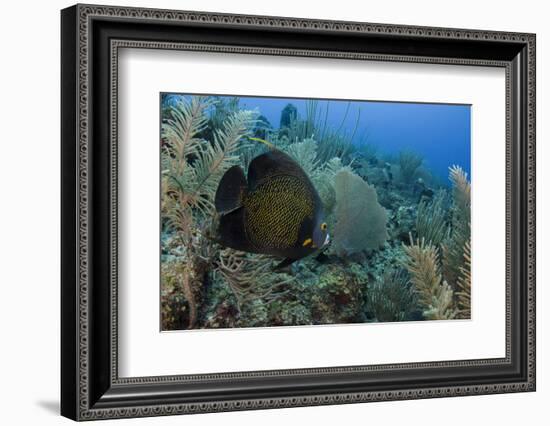 French Angelfish, Hol Chan Marine Reserve, Ambergris Caye, Belize-Pete Oxford-Framed Photographic Print