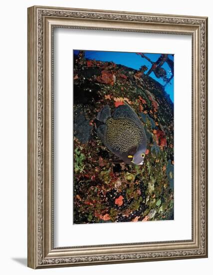 French Angelfish on the Hilma Hooker Ship Wreck-Reinhard Dirscherl-Framed Photographic Print